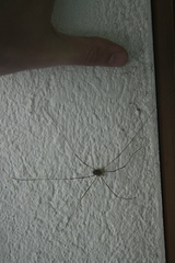 Mitopus glacialis