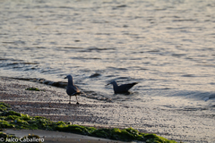 Leucophaeus modestus