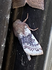 Orthosia pulchella