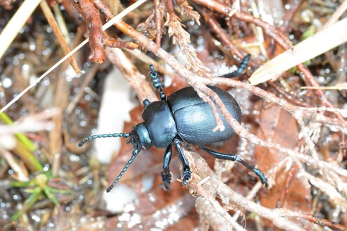 Bloody-nosed Beetle, Dorset, UK, photo 8 of 10