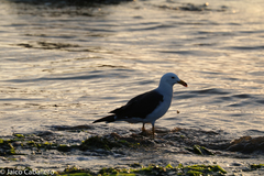 Larus belcheri