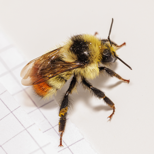 Great Basin Bumble Bee photo 4
