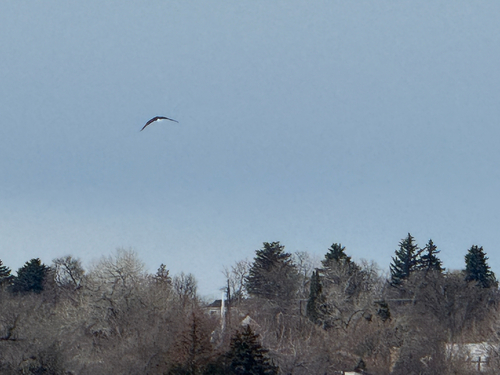 Bald Eagle