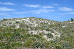 Astragalus albicaulis