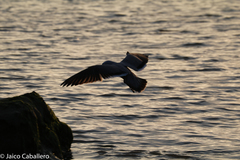 Leucophaeus modestus