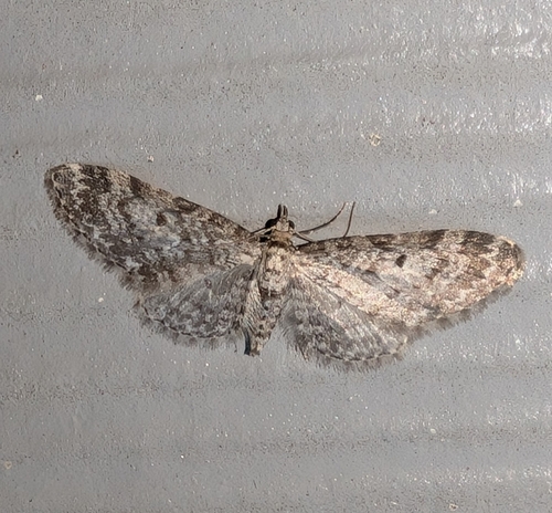 Conifer Pug photo 2
