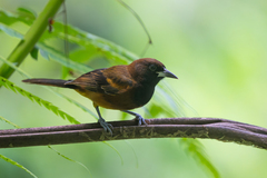 St. Lucia Oriole photo 2