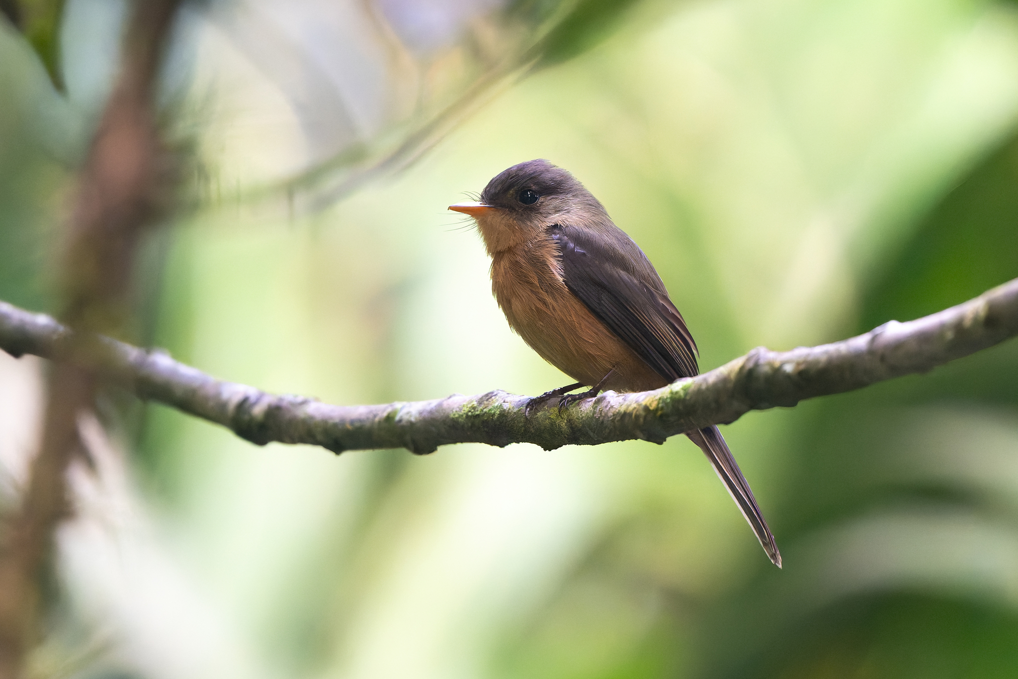 Lesser Antillean Pewee (Contopus latirostris), photo 6