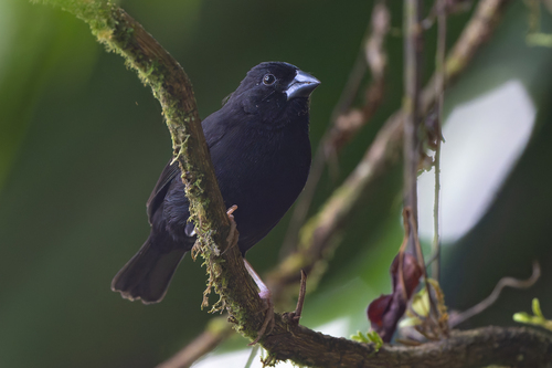 St. Lucia Black Finch (Melanospiza richardsoni), photo 8