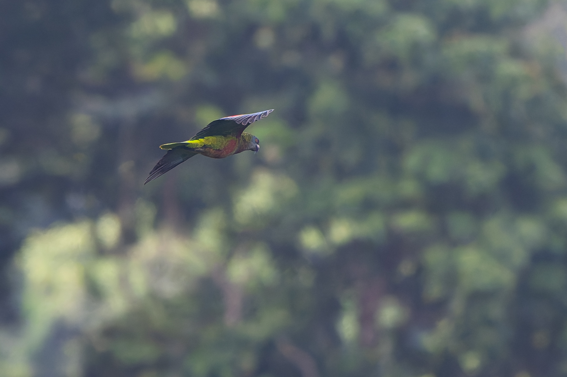 St. Lucia Amazon (Amazona versicolor), photo 1