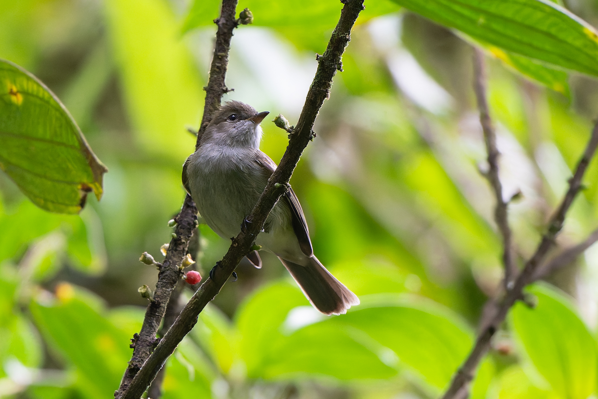 Caribbean Elaenia (Elaenia martinica), photo 3