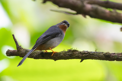 Rufous-throated Solitaire (Myadestes genibarbis), photo 6