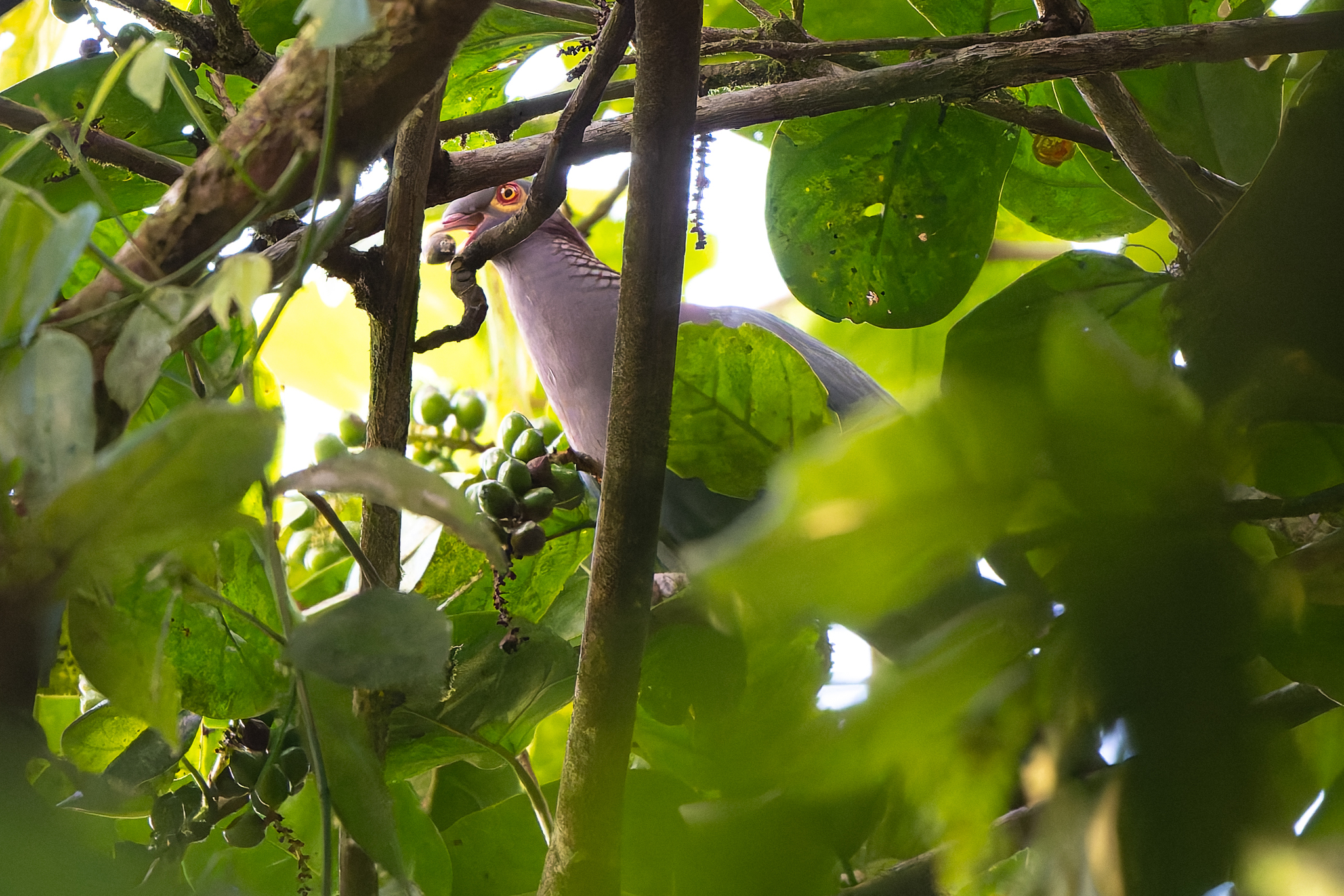 Scaly-naped Pigeon (Patagioenas squamosa), photo 3