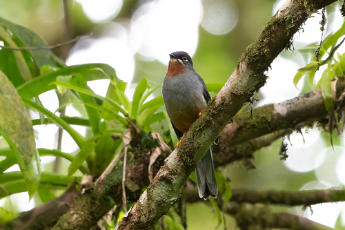 Rufous-throated Solitaire (Myadestes genibarbis), photo 7