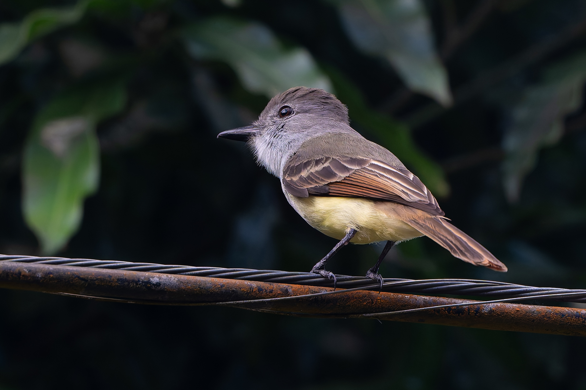 Lesser Antillean Flycatcher (Myiarchus oberi), photo 4