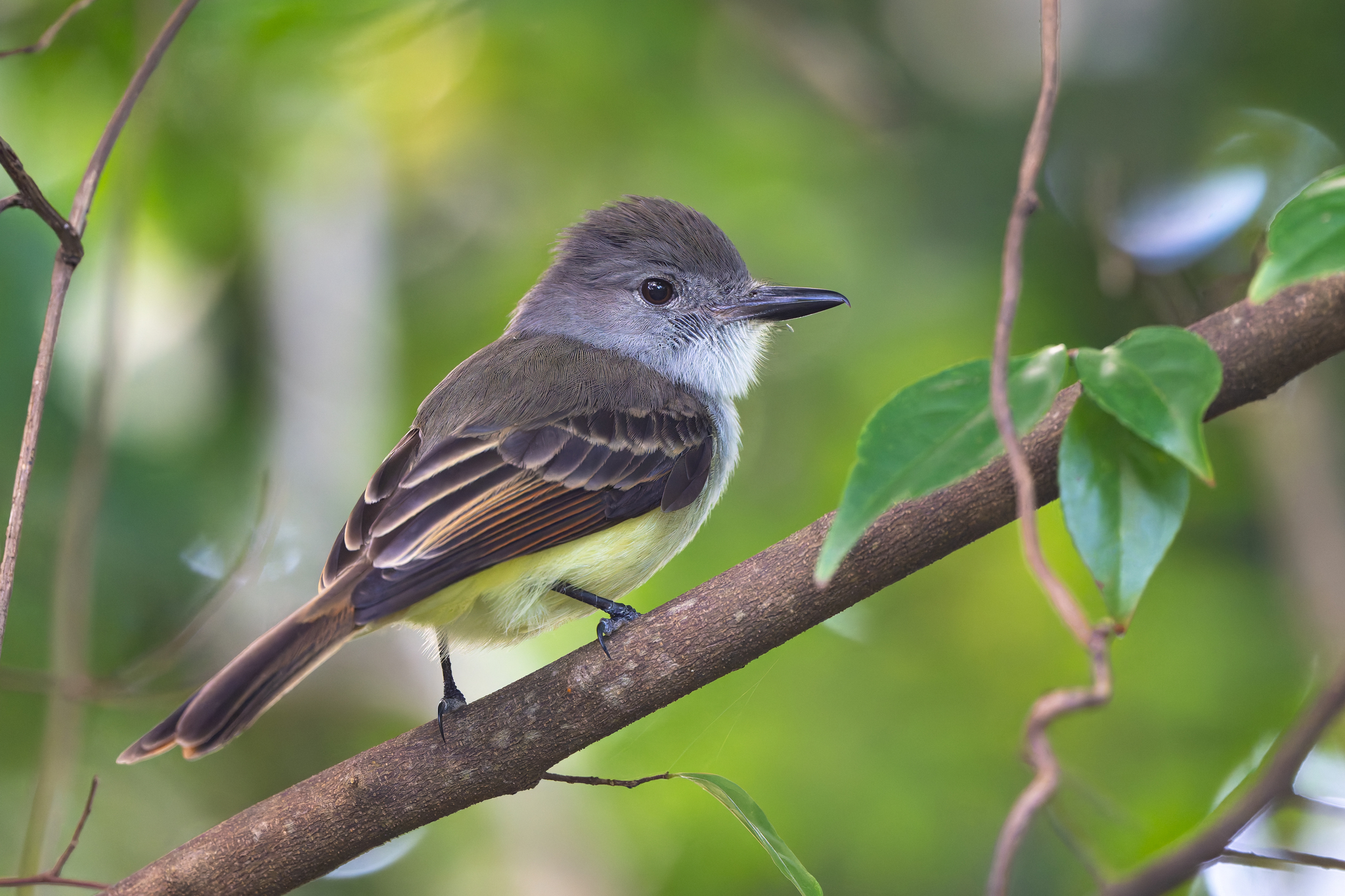 Lesser Antillean Flycatcher (Myiarchus oberi), photo 3