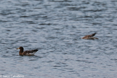 Larus belcheri