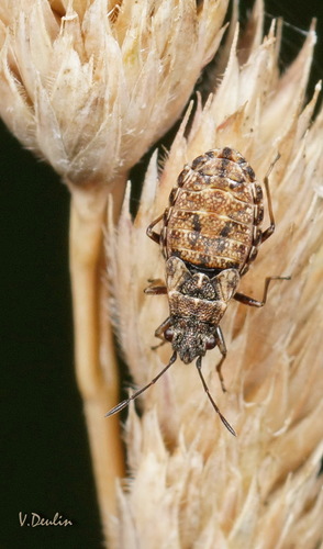 Žilinė Dirvablakė nuotrauka