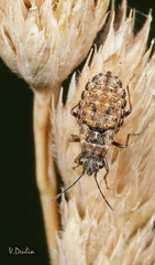 Nithecus jacobaeae