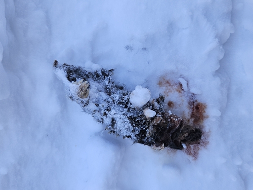 Hairy-tailed Mole observed by fyoung7