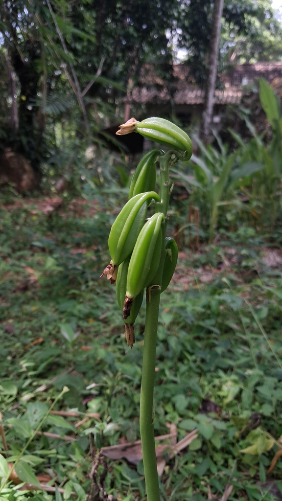 Eulophia cernua (Eulophia cernua)