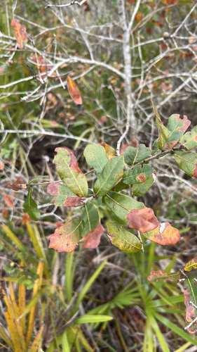 Chapman's Oak (Quercus chapmanii)