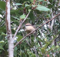 Aphrastura spinicauda fulva