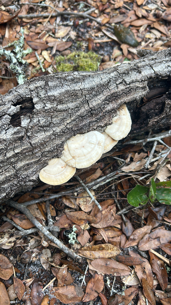 Trametes lactinea · February 2026 · photo: © jody18 (iNaturalist, cc-by)