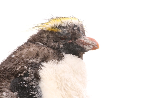 iNaturalist image