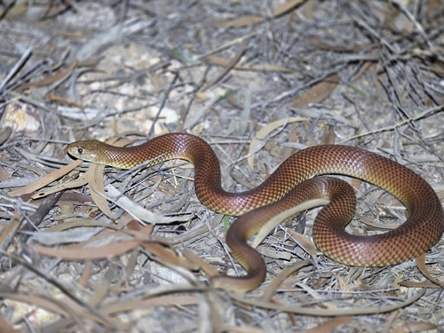 Mulga Snake