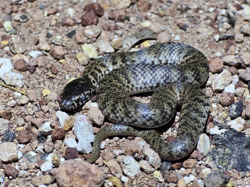 De Vis' Banded Snake