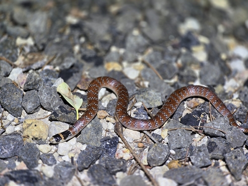 Eastern Shovel-nosed Snake