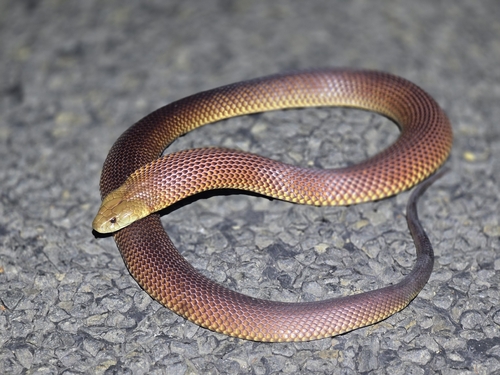 Mulga Snake