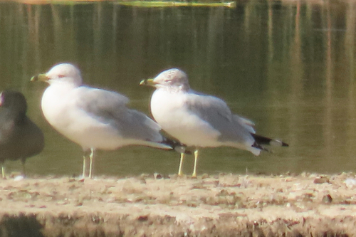 iNaturalist observation photo of Ring-billed Gull
