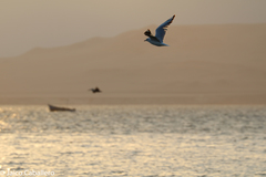 Chroicocephalus serranus