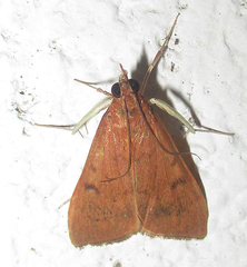 Udea ferrugalis