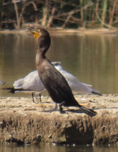 iNaturalist observation photo of Double-crested Cormorant