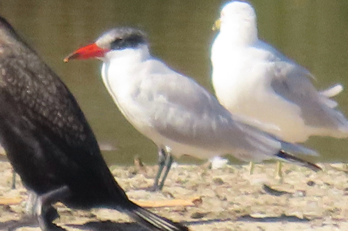 iNaturalist observation photo of Caspian Tern