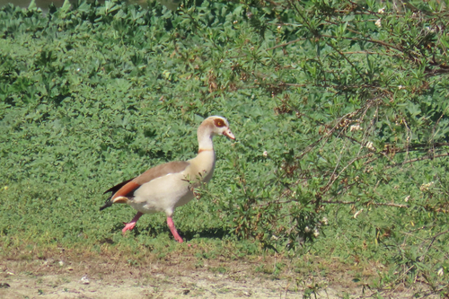 iNaturalist observation photo of Egyptian Goose