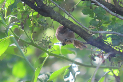 iNaturalist observation photo of Bushtit