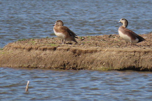 iNaturalist observation photo of American Wigeon