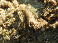 Rhabditophora