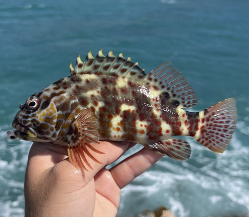 Hard-headed hawk fish (Cirrhitus pinnulatus) — Cirrhitidae — 2