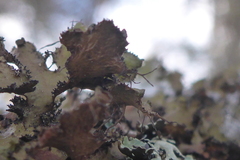 Tuckermanopsis americana