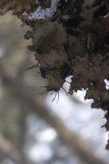 Tuckermanopsis americana