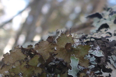 Tuckermanopsis americana