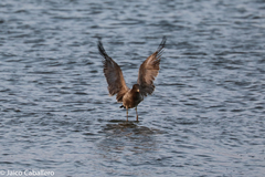 Larus belcheri
