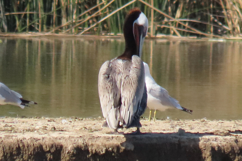 iNaturalist observation photo of Brown Pelican