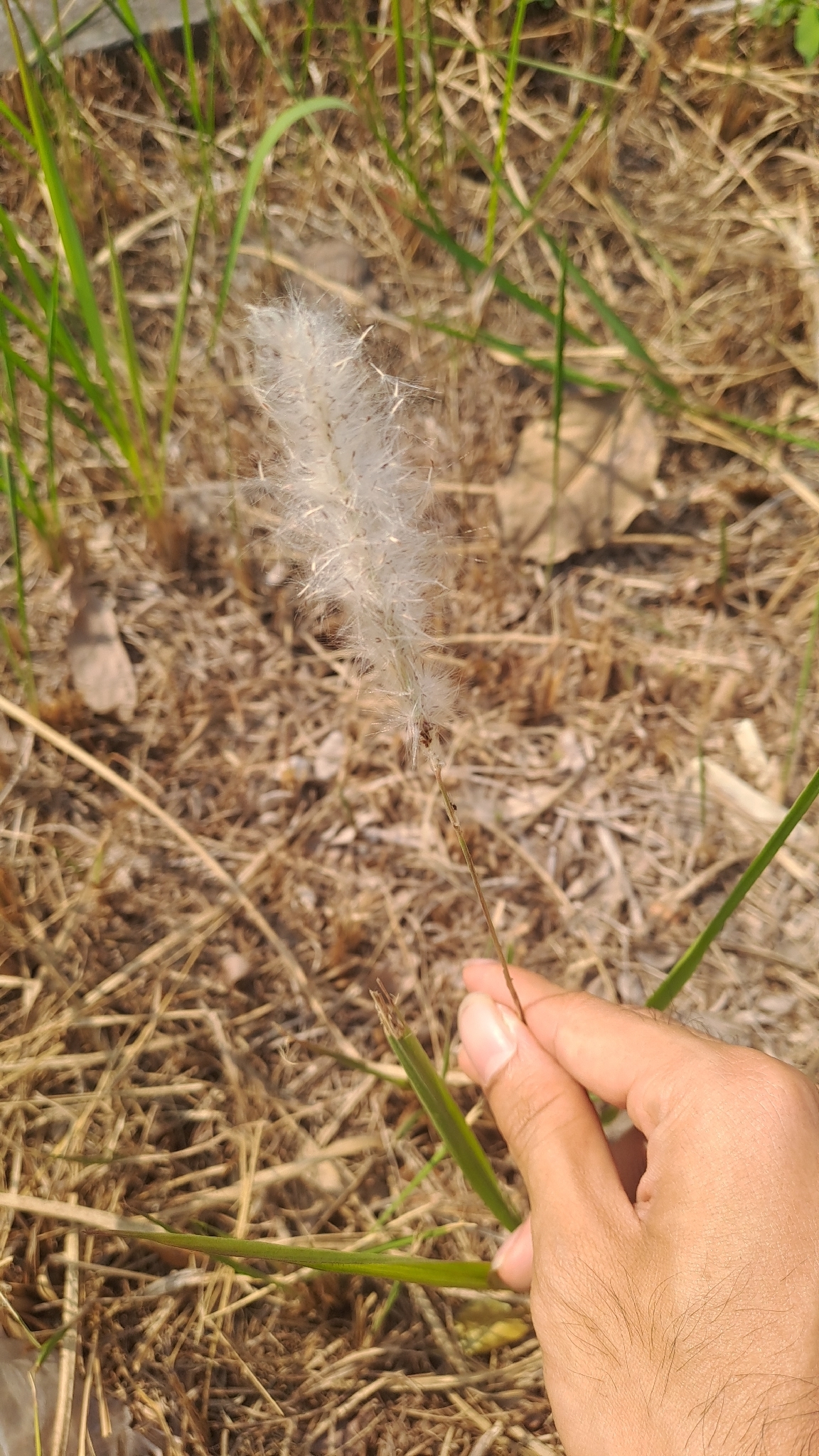 Cỏ tranh (Imperata cylindrica)