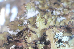 Tuckermanopsis americana